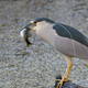 Illustration for article titled Six Mile Cypress Slough - Photos